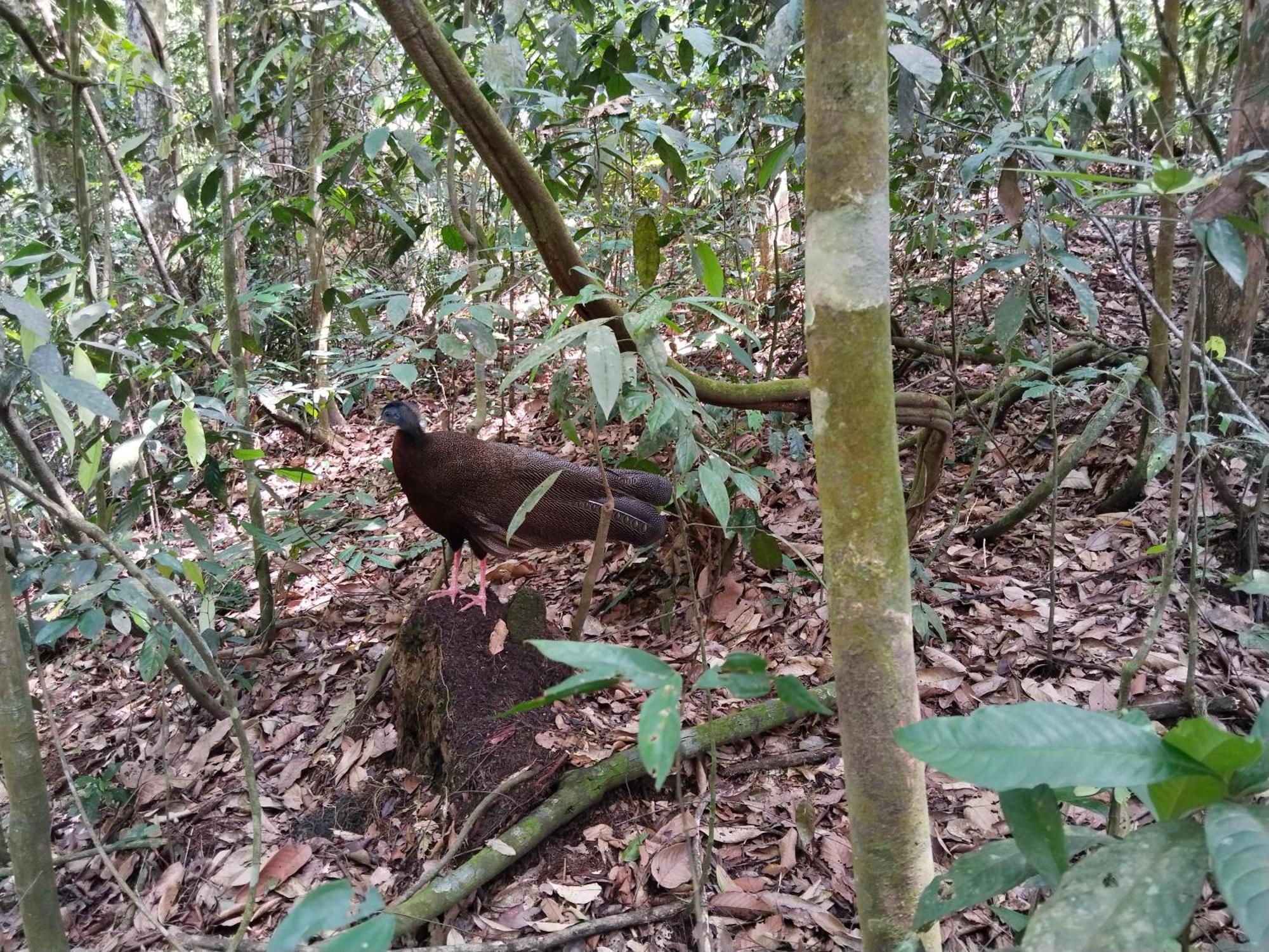 Jhony'S Backpacker-Guest House Only Stay Here Book Treking With Us Bukit Lawang Dış mekan fotoğraf